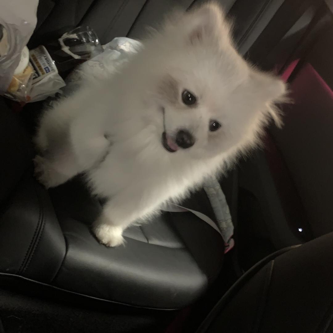 狗狗老婆