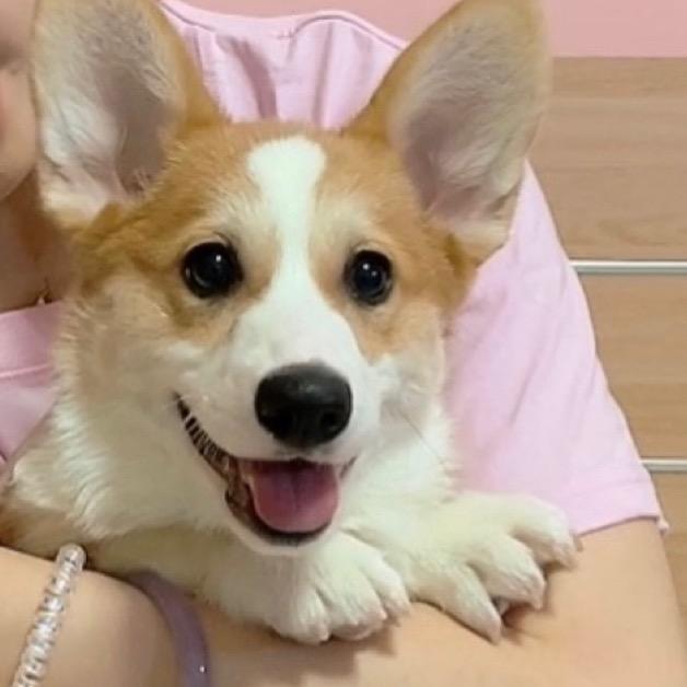 柯基福宝❤️