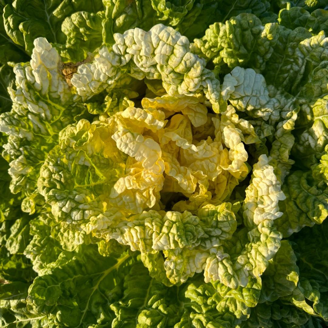 菜籽聚鑫