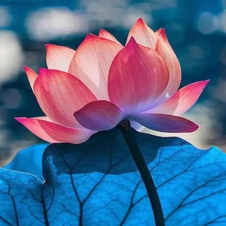 百花齐放花卉