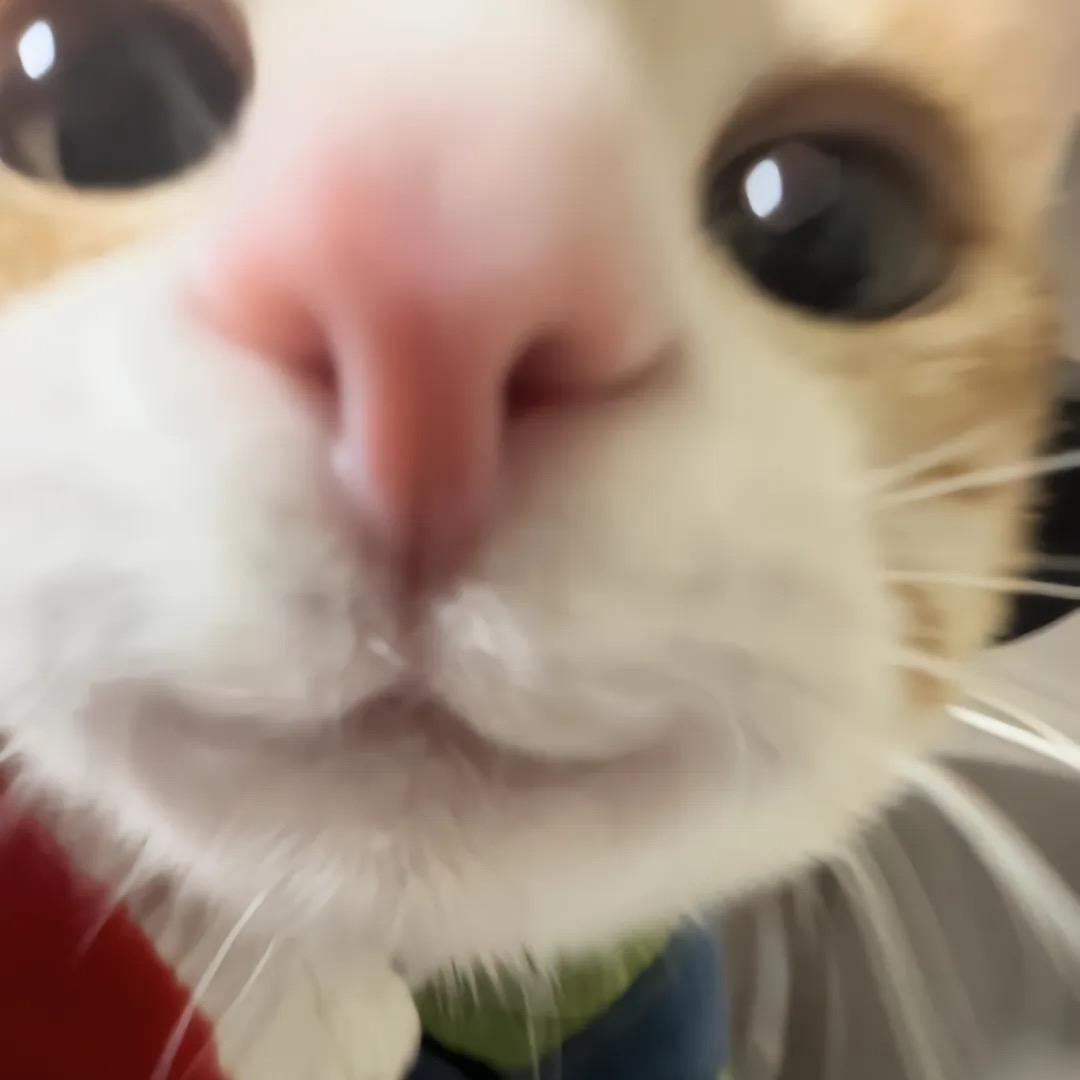 我勒个豆
