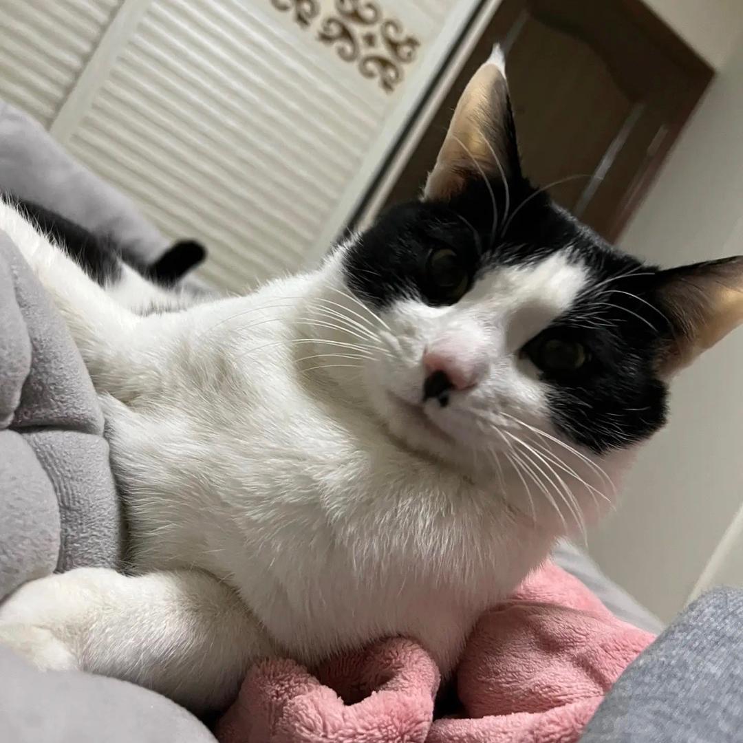 一只奶牛猫