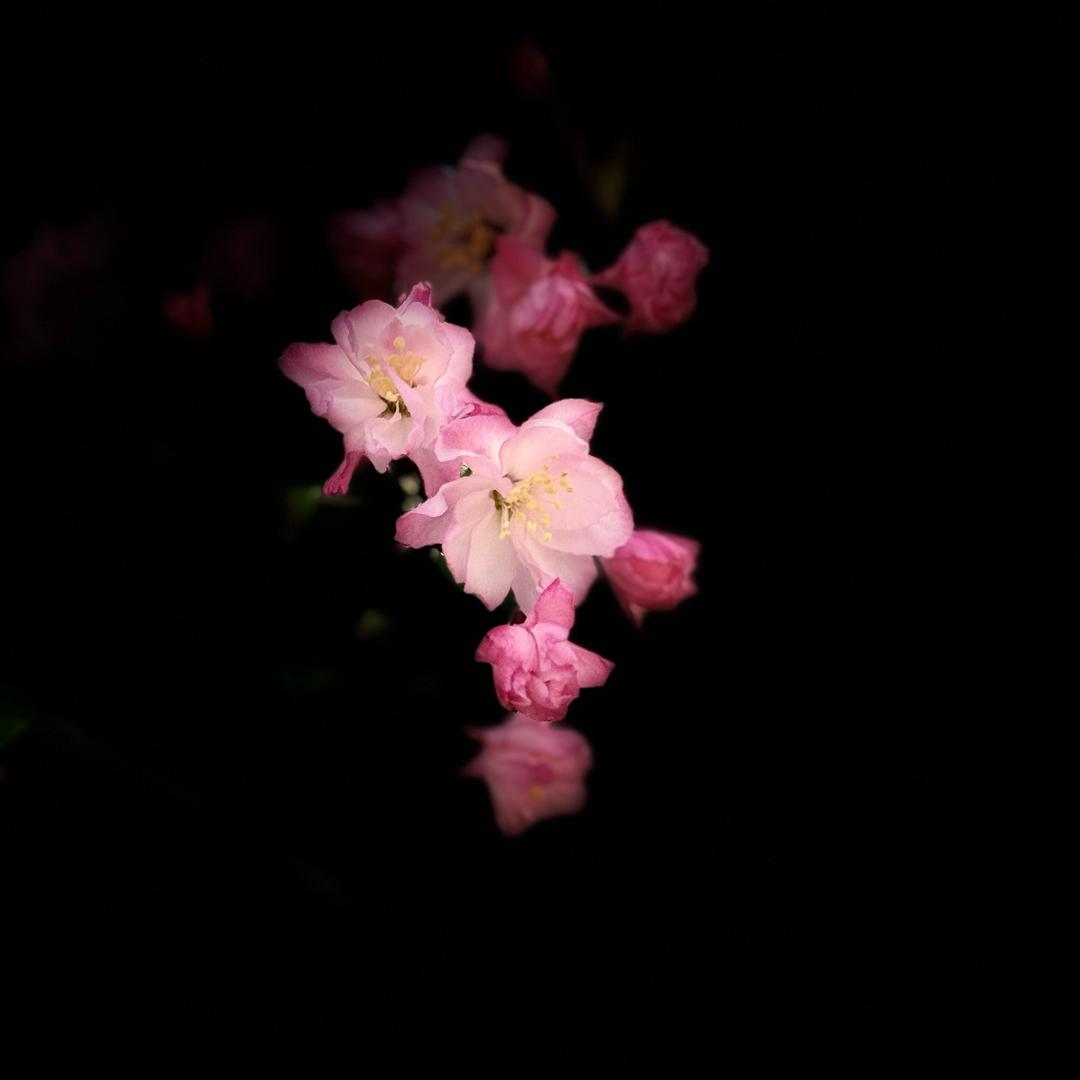 7307情深缘浅