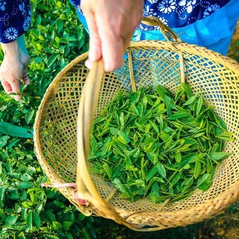 晓燕诚信茶行