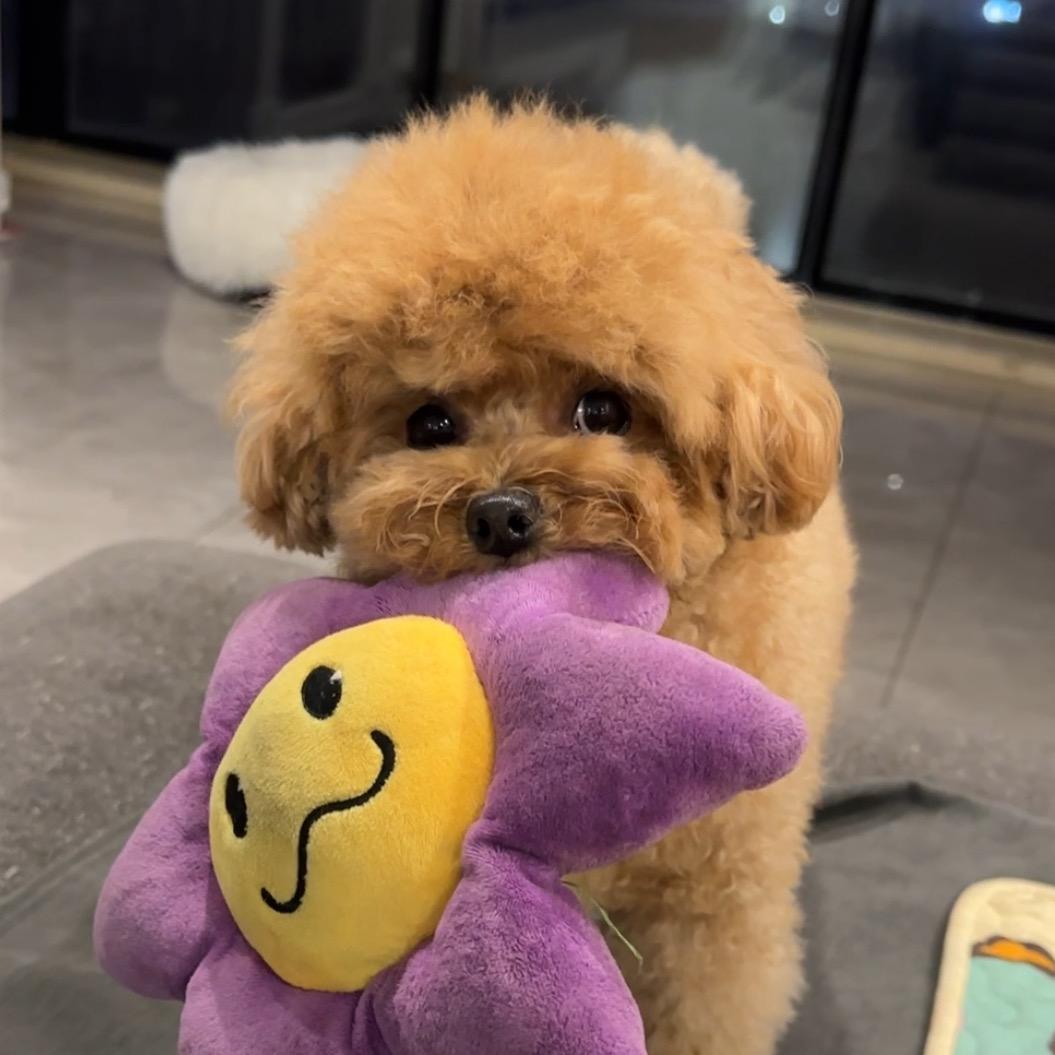 Teddy蜜糖儿
