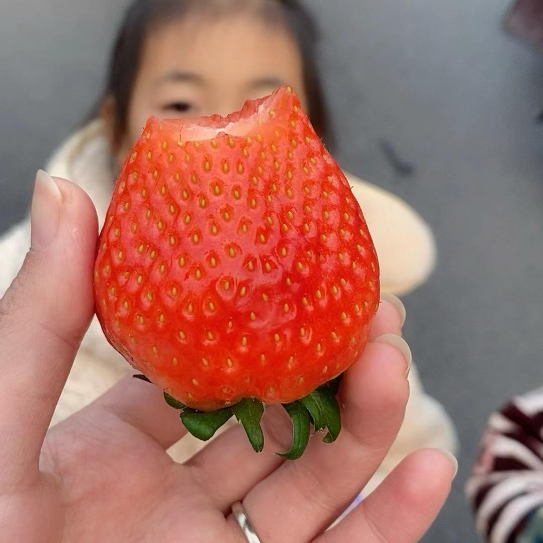 小猫上岛