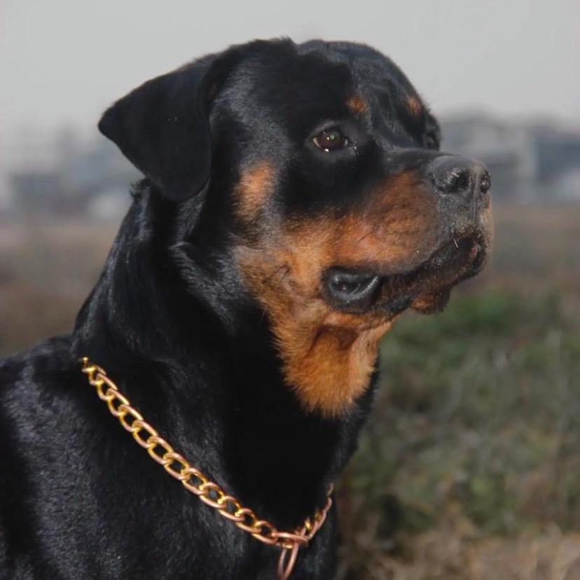 罗威纳犬舍