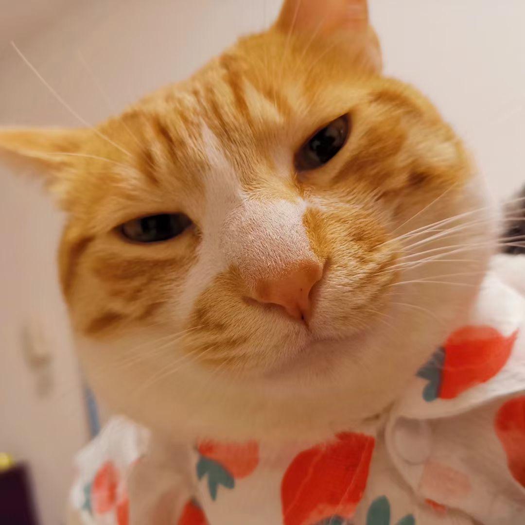 橘猫叫狗子