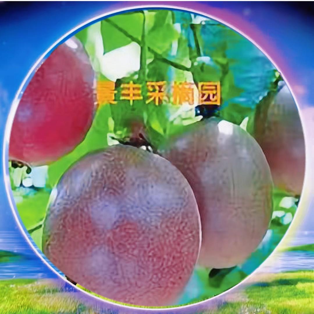 龙布景丰采摘园