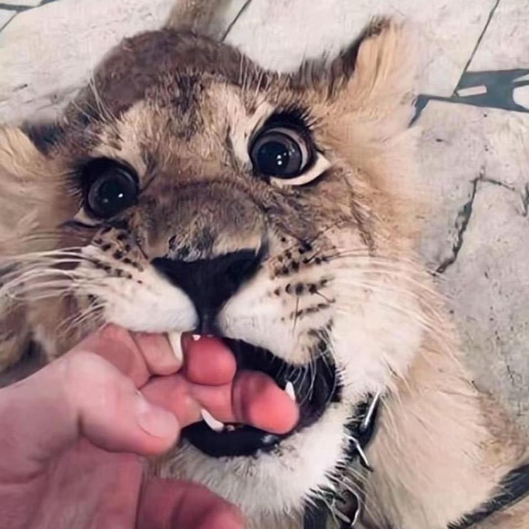 小凯