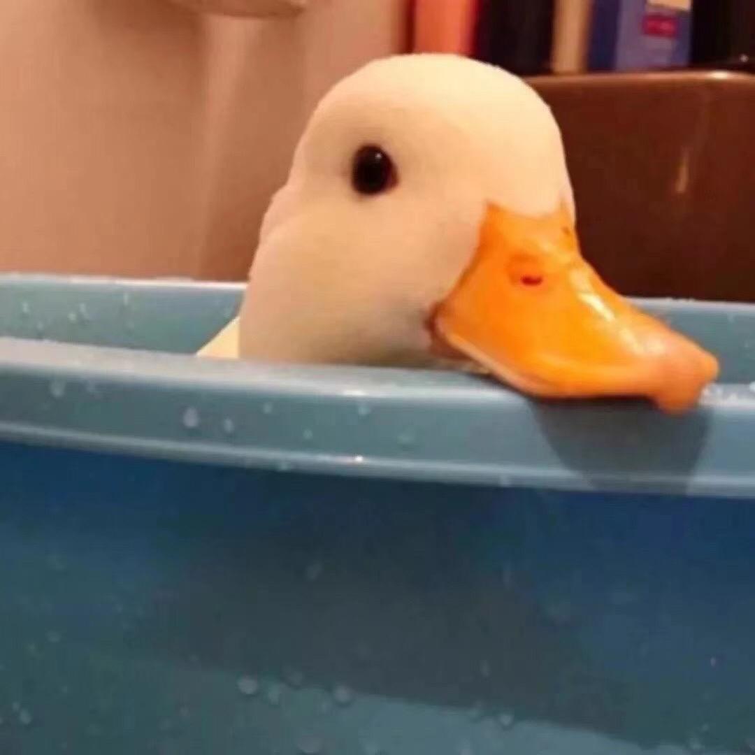發财鸭
