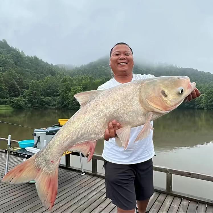 老六钓鱼🎣