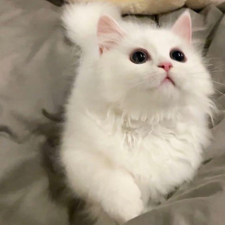 发财欣
