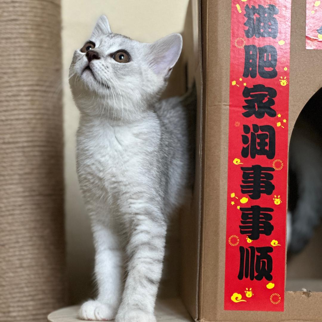 核桃记