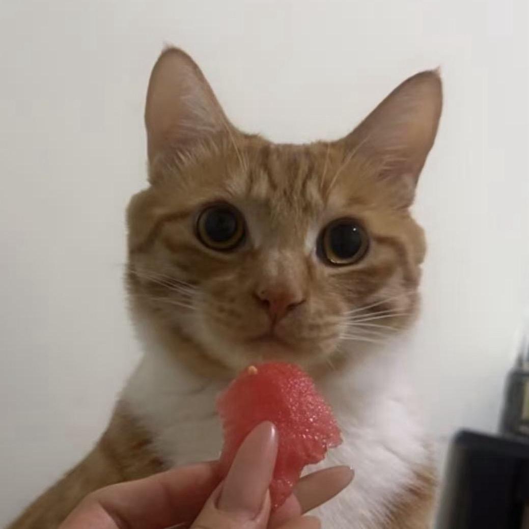 胖橘小菠