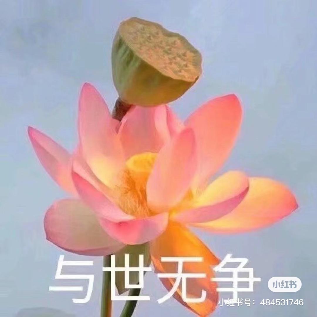 无敌竹子