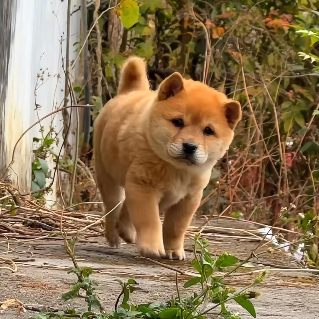广西小鹿家田园犬🐕