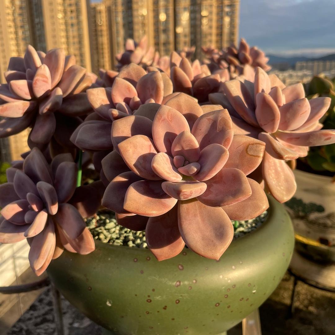 阳光泥人