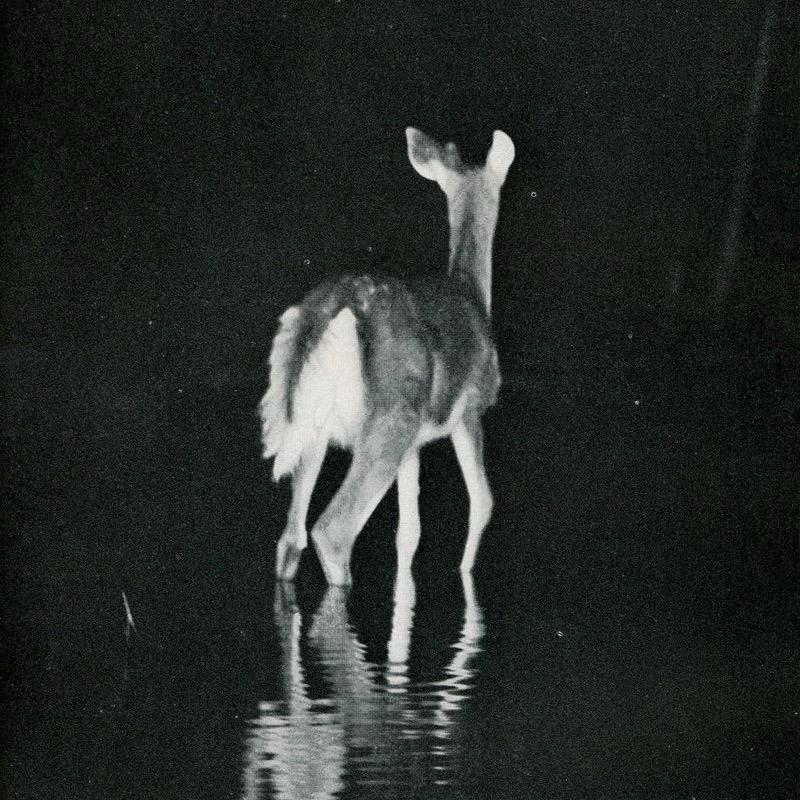 山雀-
