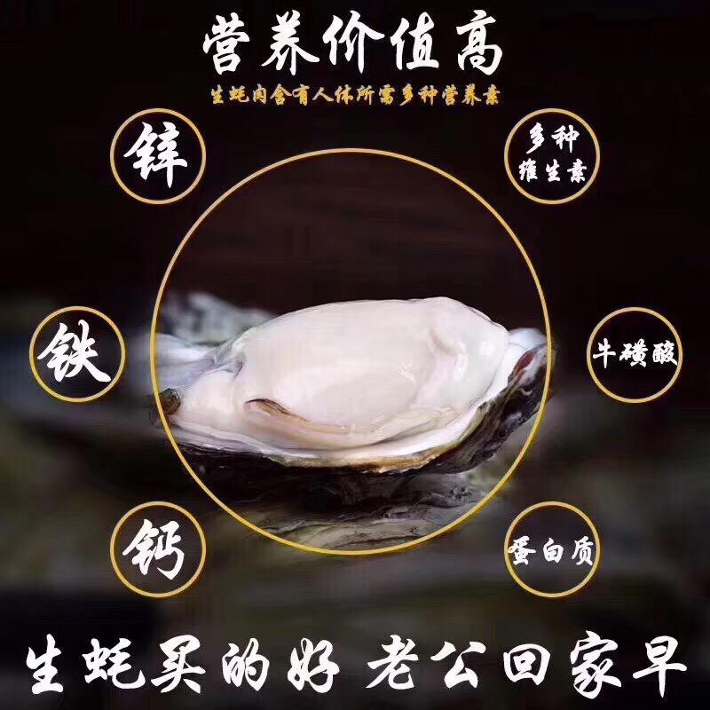 原产地生蚝批发