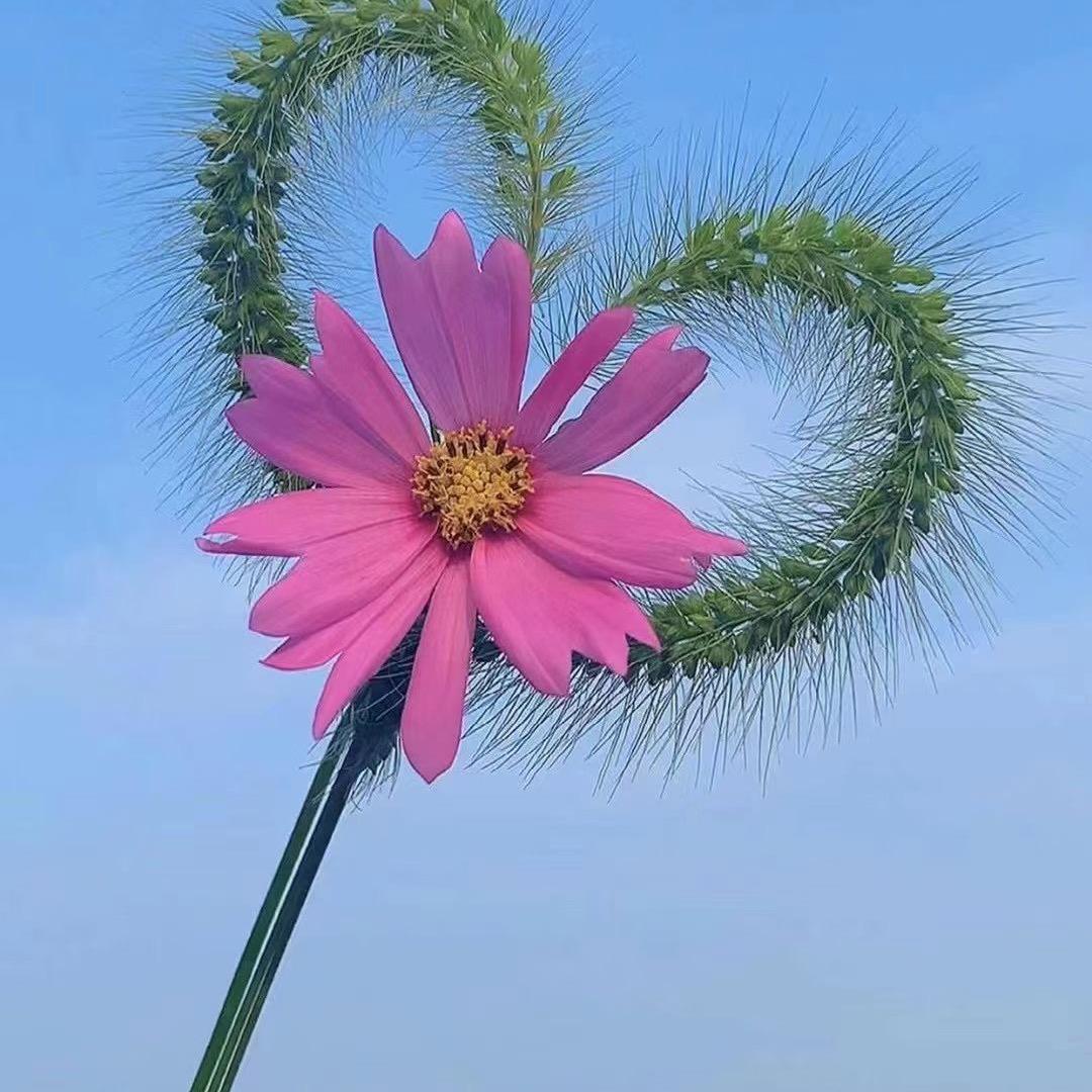 Ai薇