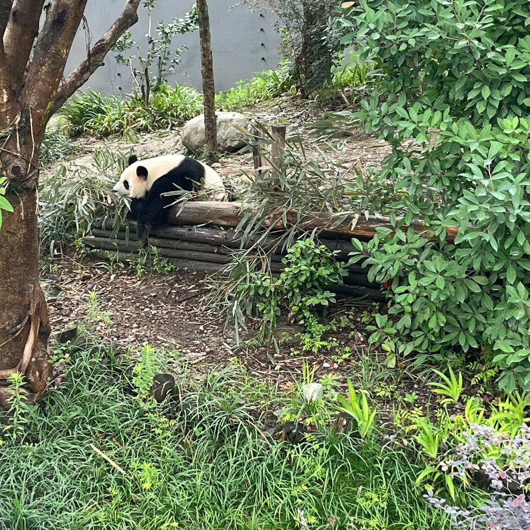 小成哥