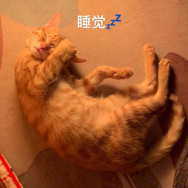 橘猫年年