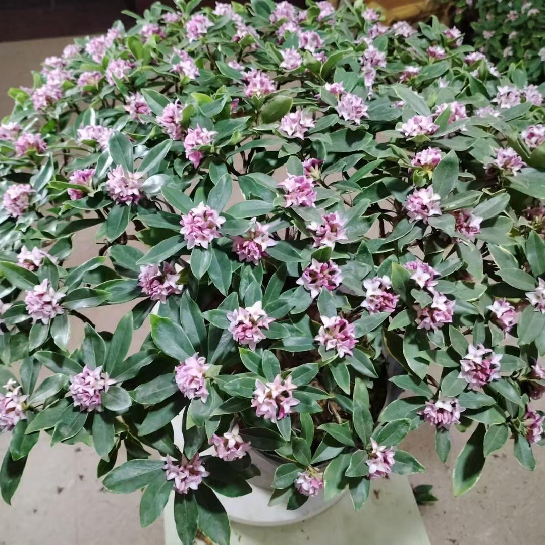 瑞宛花坊