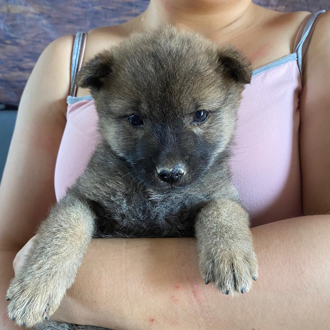 中华田园犬小七仔🐕