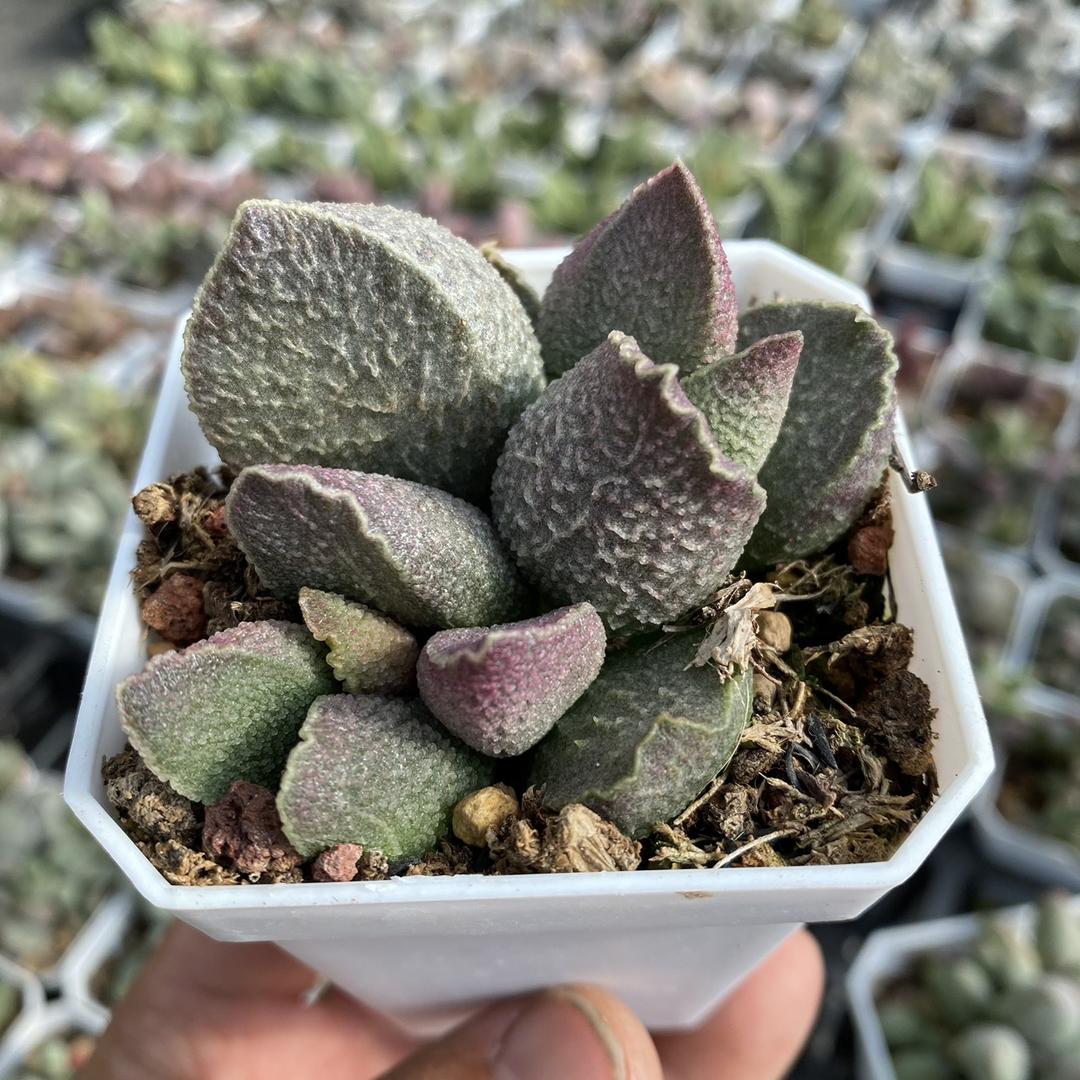 润曜水泡多肉种植园