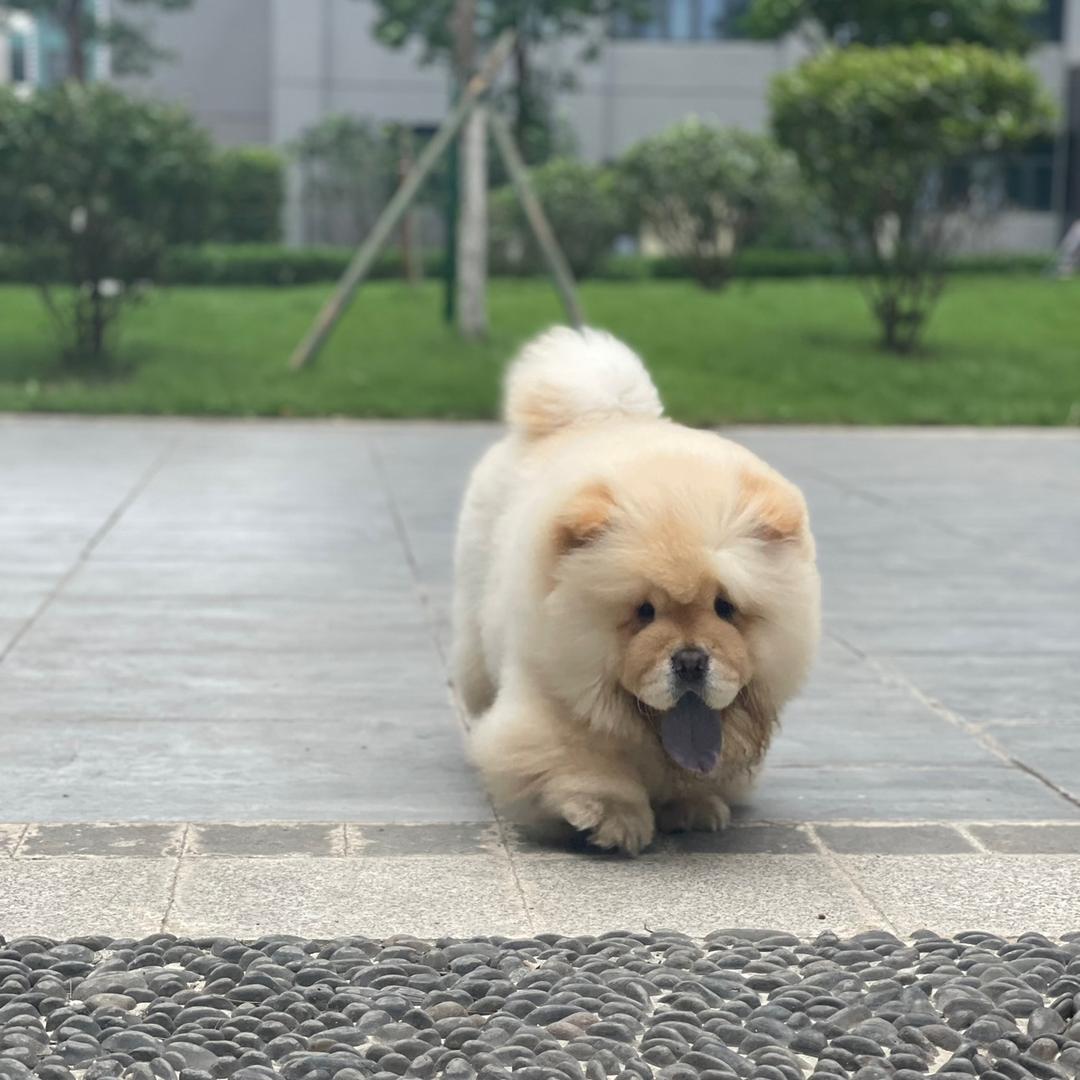 松狮奇亚