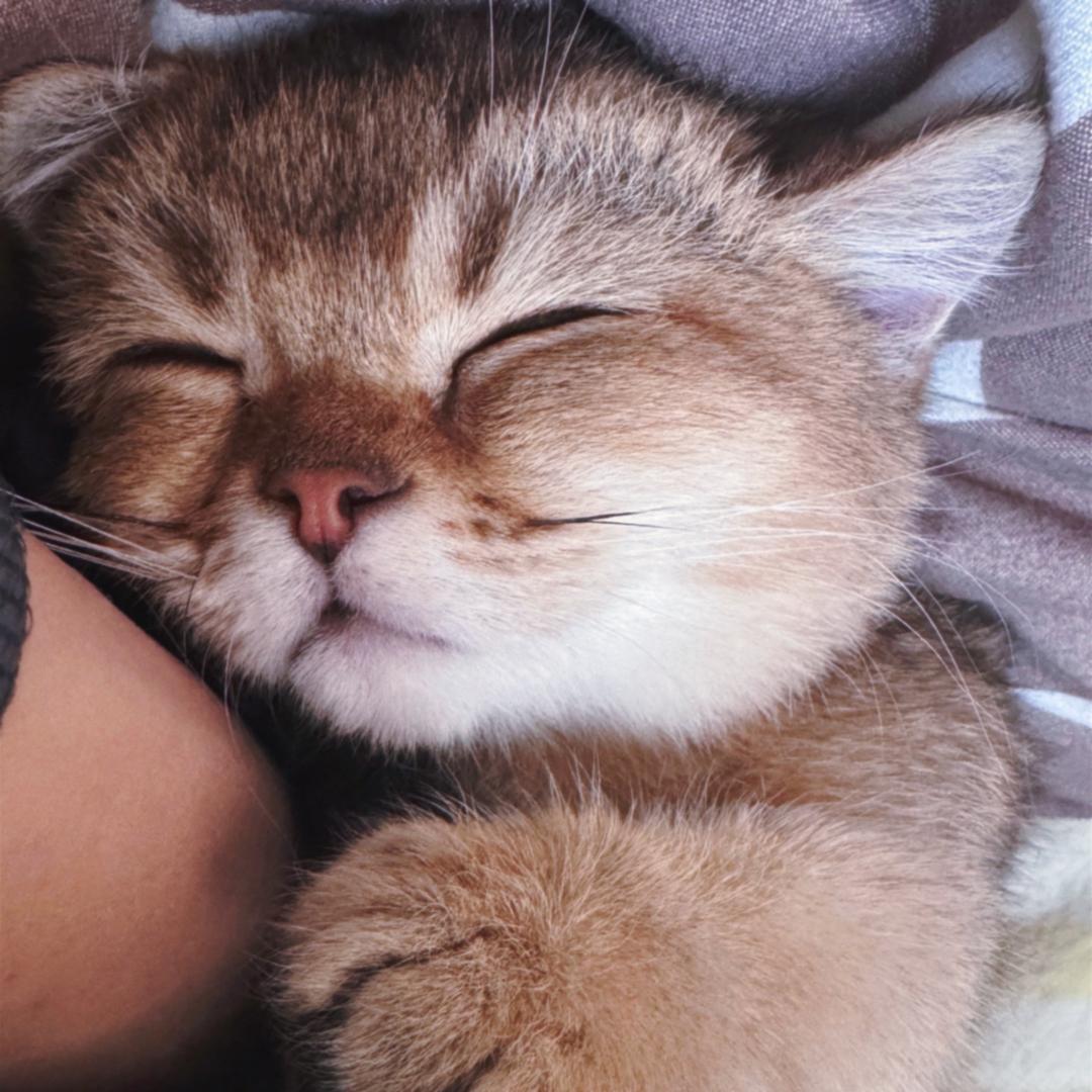 猫饿晕了