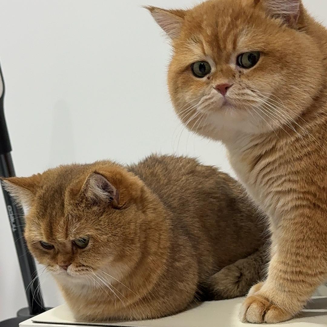 我有一队小猪咪