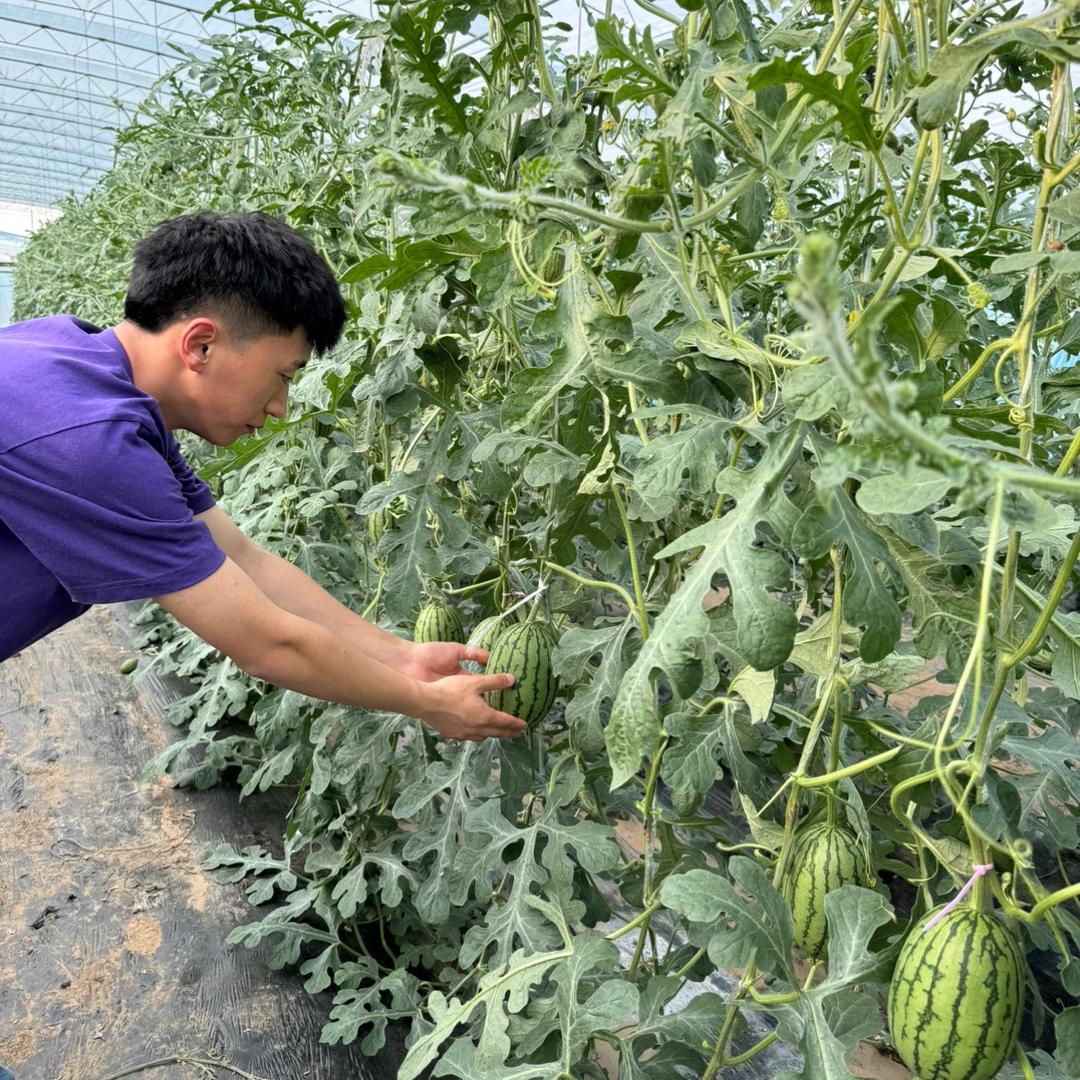 庞各庄小刘生鲜小时达