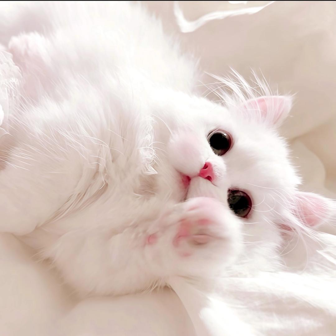 1粒璐