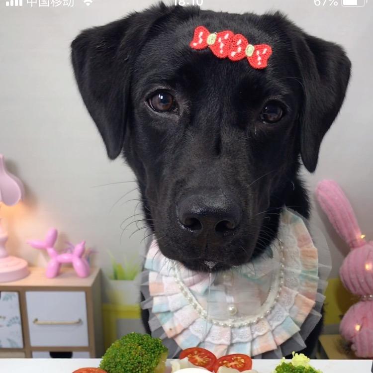 Lucky是只猪
