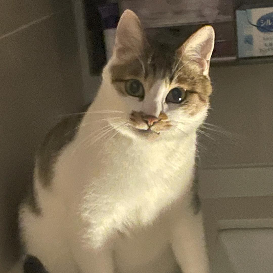福猪猪女孩