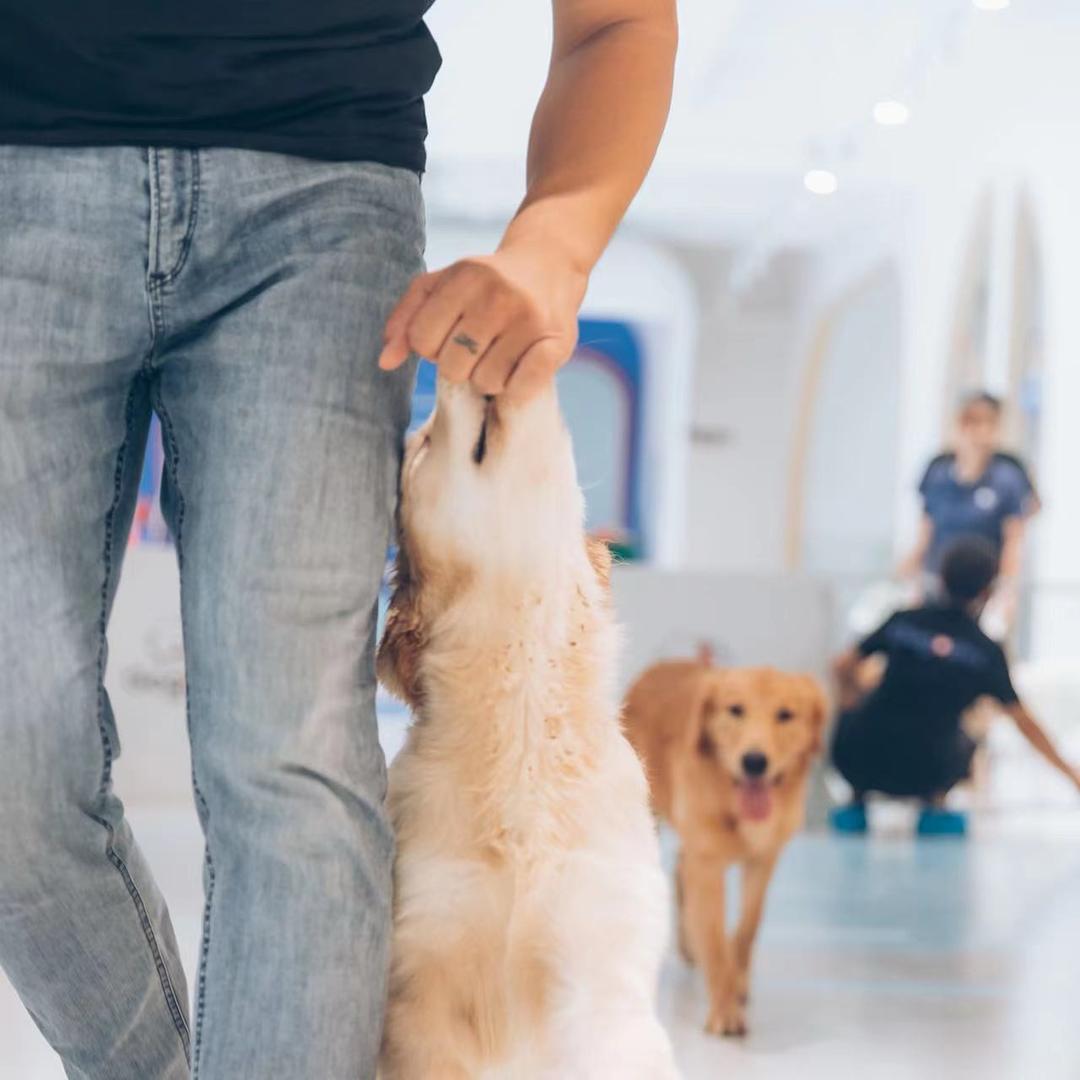 小马哥训犬