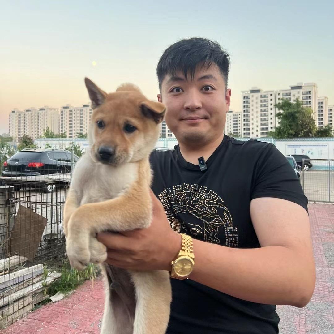 查德犬业（定金找狗）