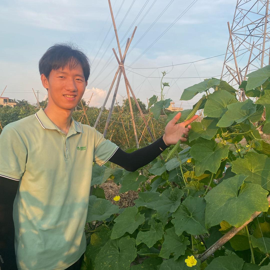 新农人丝瓜种子