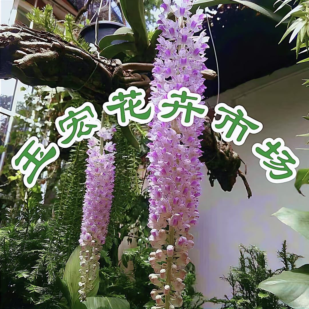 *AA玉宏花卉市场