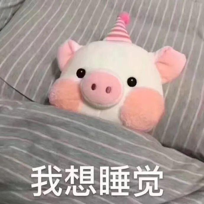 饱饱只想睡懒觉🍔