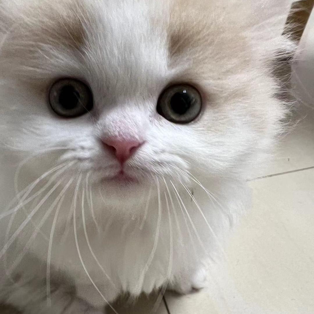 陈皮话梅糖