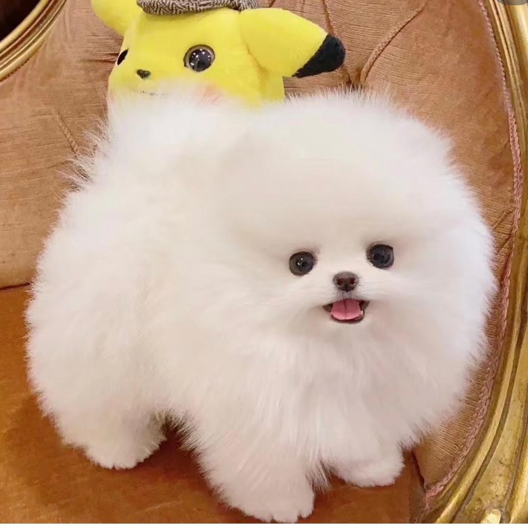 琪琪萌宠，博美茶杯犬