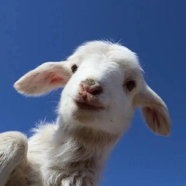 西北杨咩咩🐑