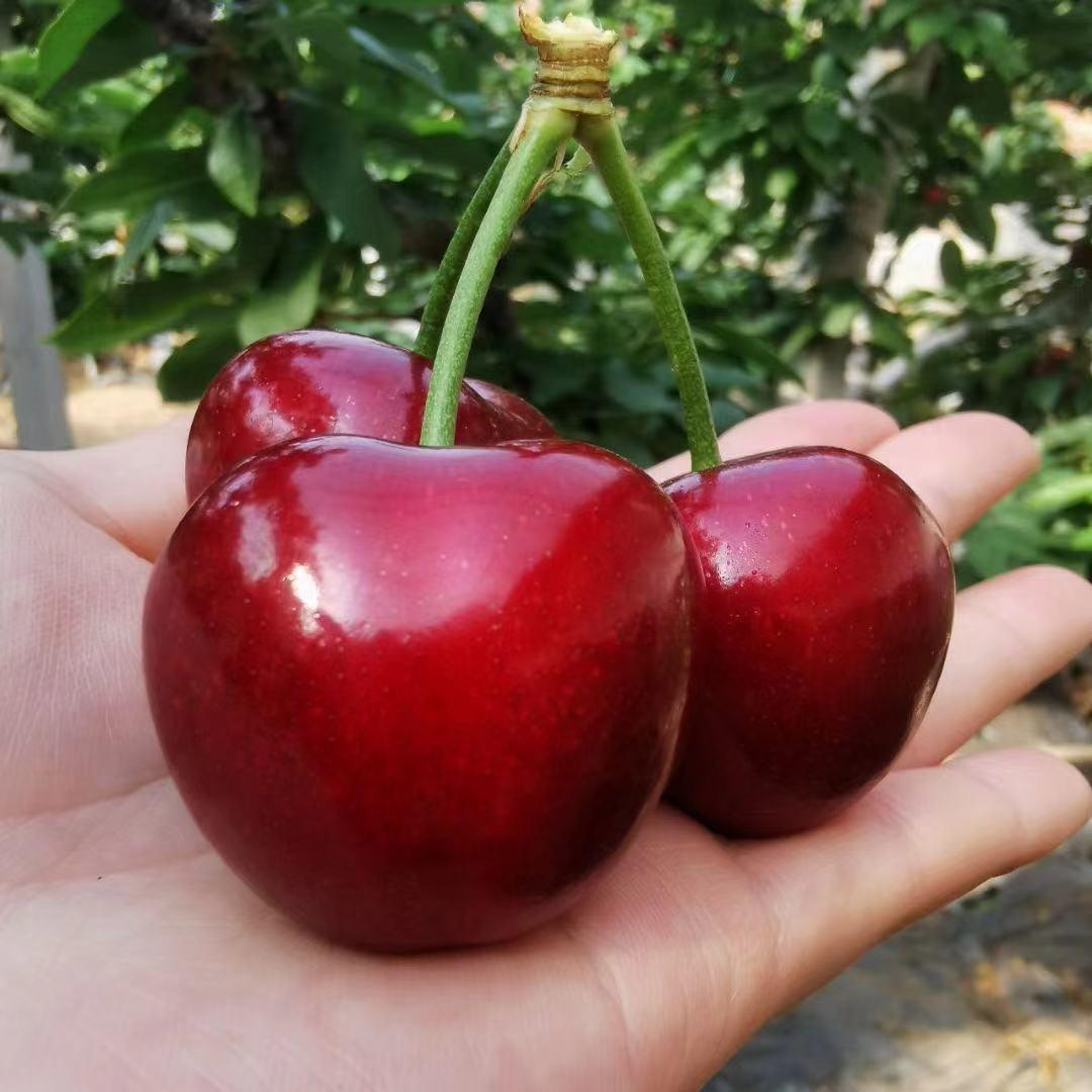 礼水洋樱桃蔬菜