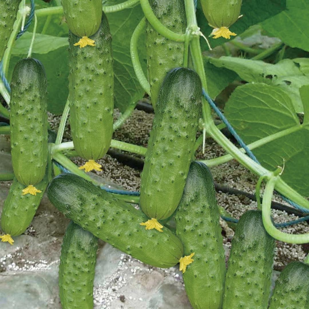 菜籽老弟蔬菜种子