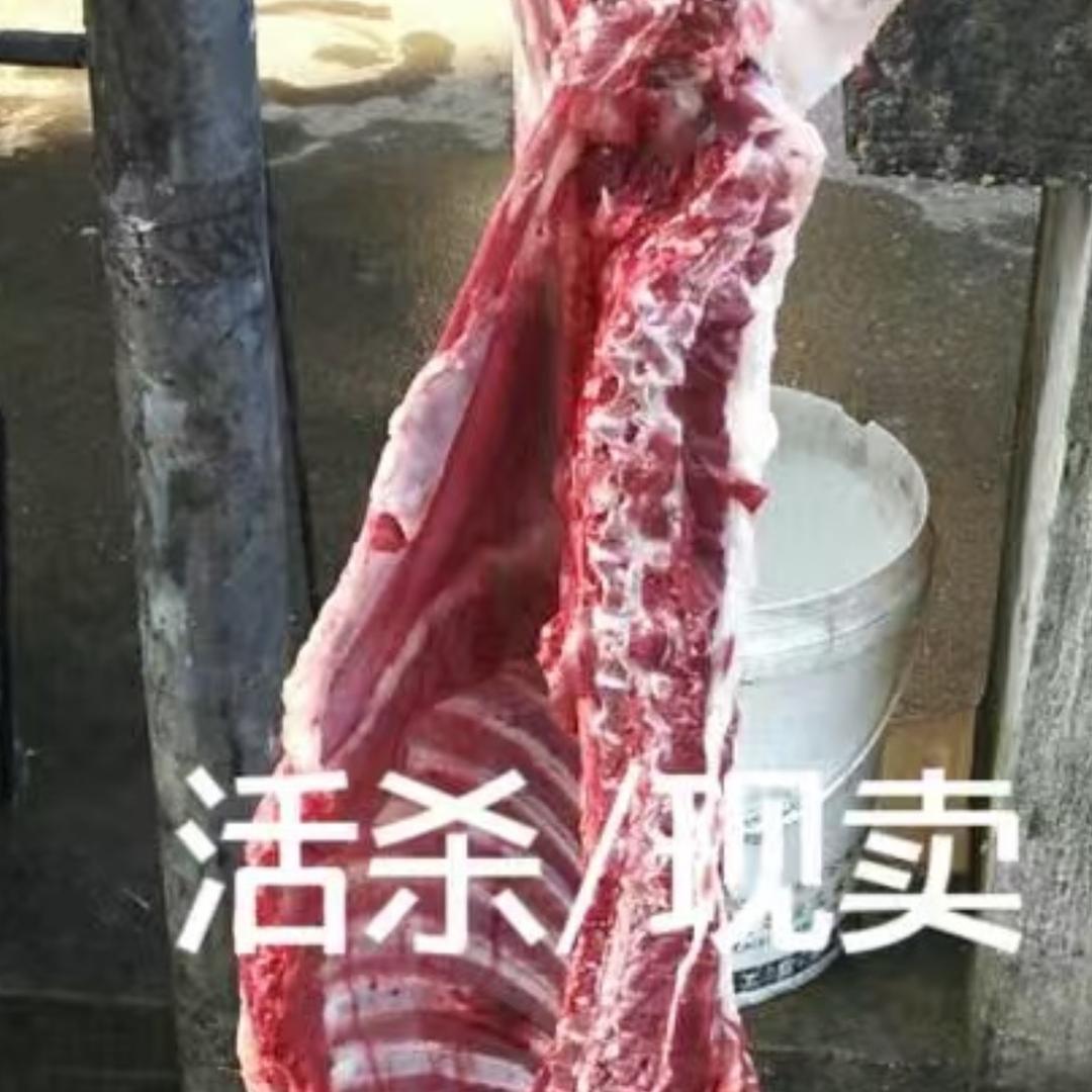 毛哥