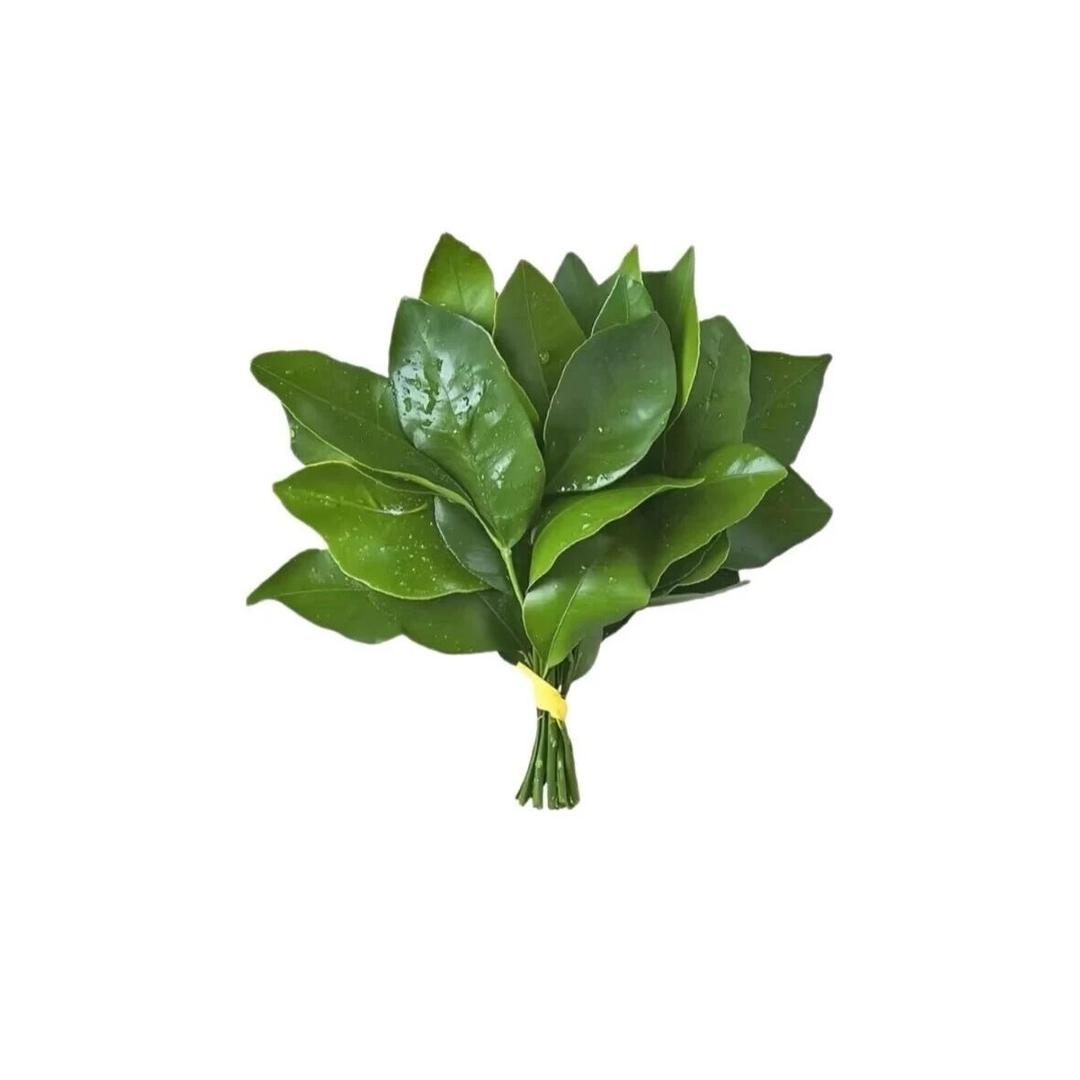 林熹