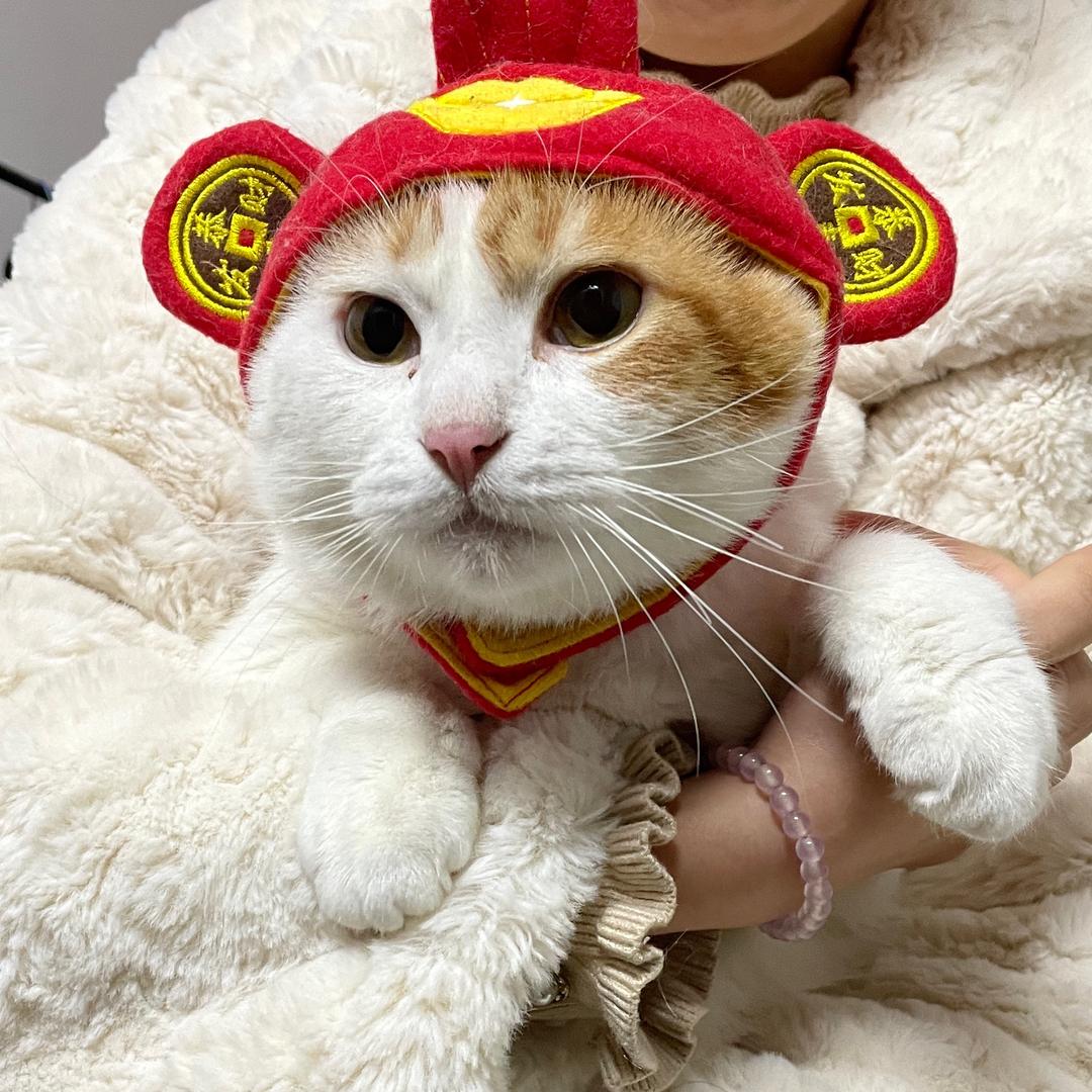 大黄吖